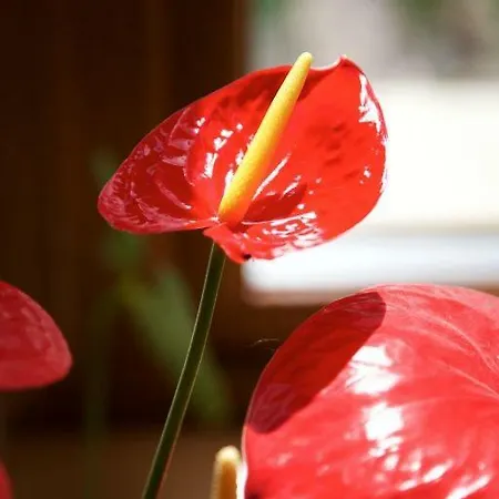 Bed & Breakfast Woodview House 4*